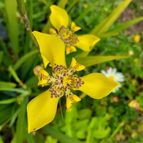 Yellow Walking Iris