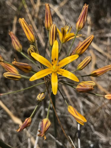 Goldenstar