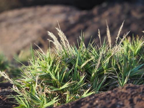 Arundo formosana