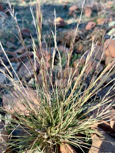 Sixweeks Three-awn Grass