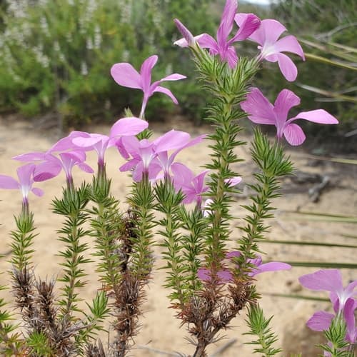 Prickly Phlox