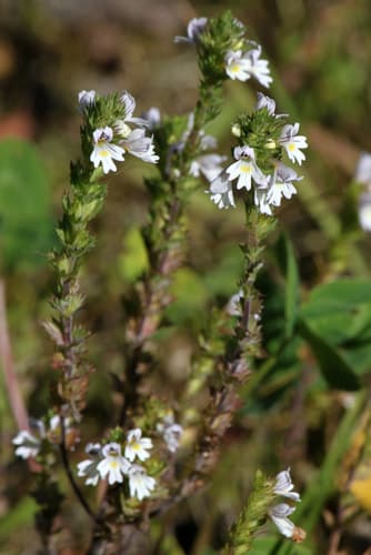 Drug Eyebright Bonsai