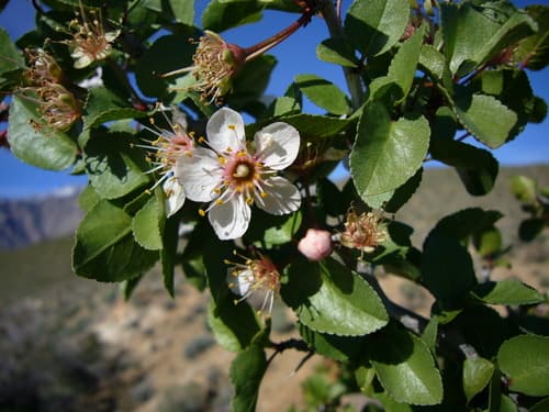 Desert Apricot Bonsai