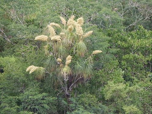 Elephant's-foot Tree