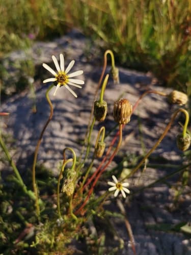 Star of the Veldt