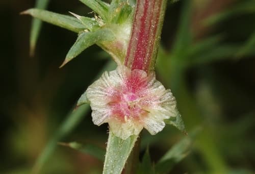 Southern Russian Thistle