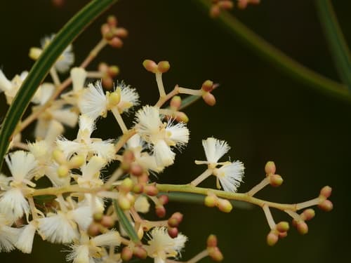 Myrtle Wattle