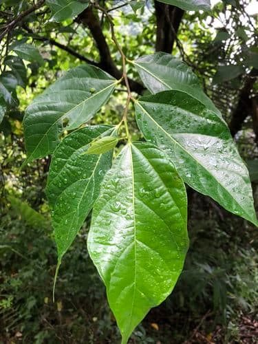 Ficus irisana Plant