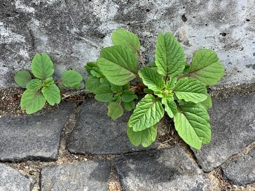 purple amaranth