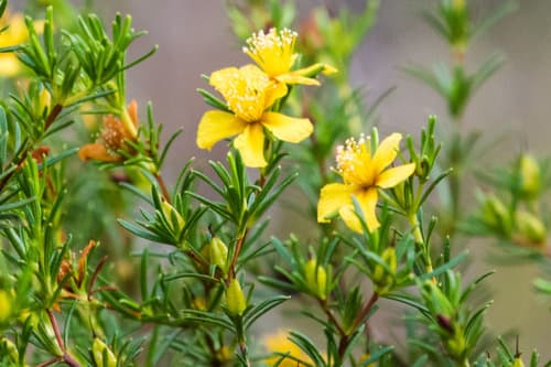 peelbark St. John's Wort