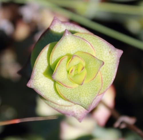 Concertina Plant