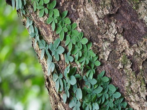 Hairless Rockvine