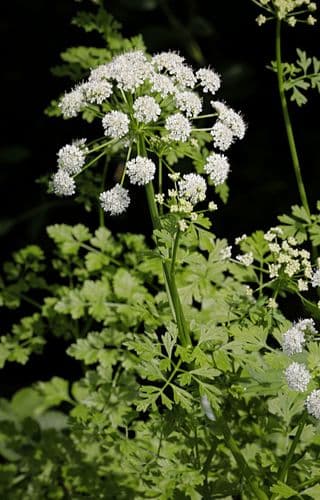 Hemlock Water-dropwort Bonsai