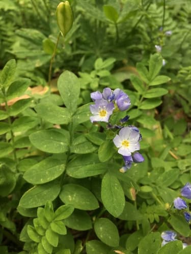California Jacob's ladder
