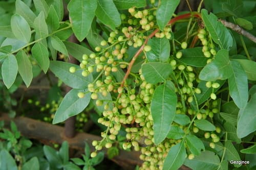 Mount Atlas Mastic Tree