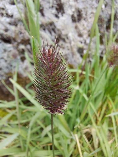 Alpine Timothy