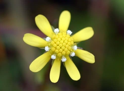 glue-seed