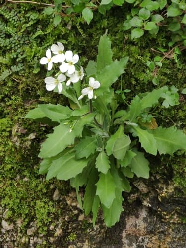 Alpine Rock-cress