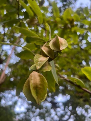 Arjun tree