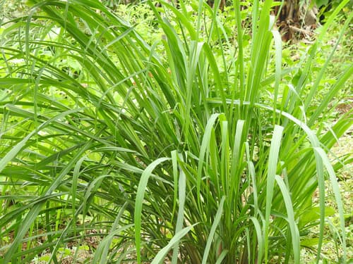 Lemon Grass