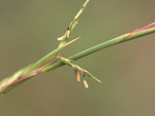 Barbwire Grass