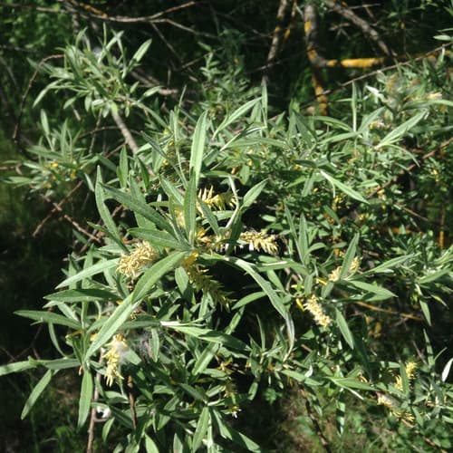 Bitter Willow