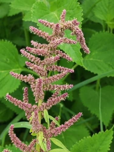 Smooth Pigweed