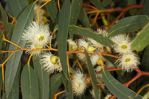 Yellow gum