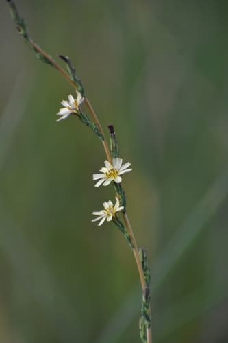 Willowleaf Lettuce