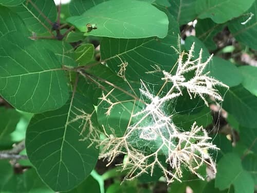 American Smoketree