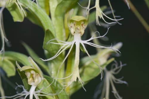 Ragged Fringed Orchid Bonsai