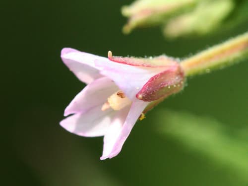 Cinnamon Willowherb