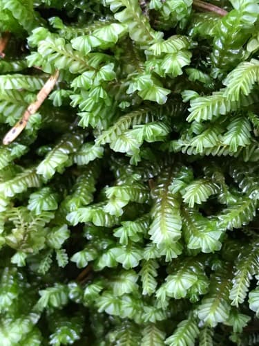 Greater Featherwort