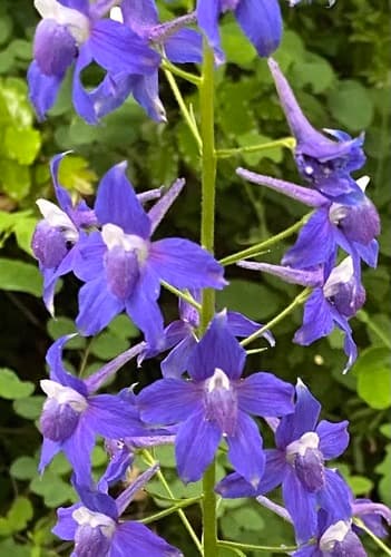 Columbian Larkspur