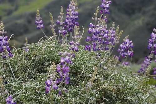 Silver Bush Lupine