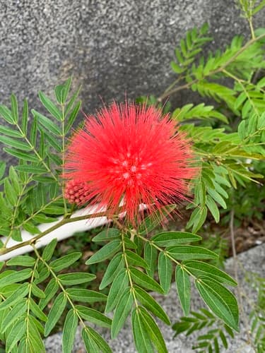 scarlet powder-puff