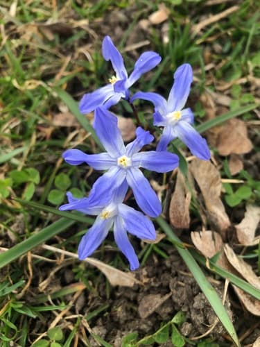 Forbes' Glory-of-the-snow