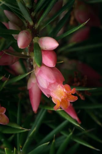 Brush Heath