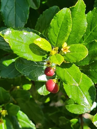 Shiny-leaf