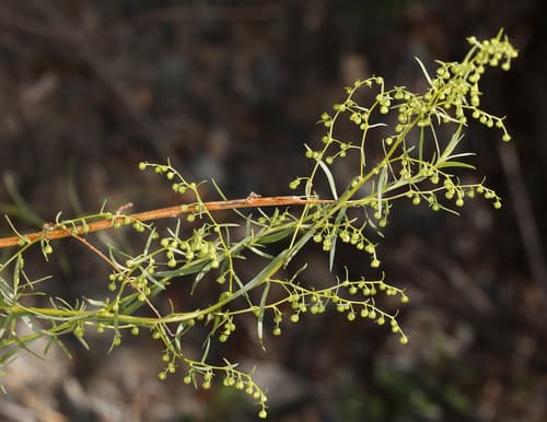 Tarragon