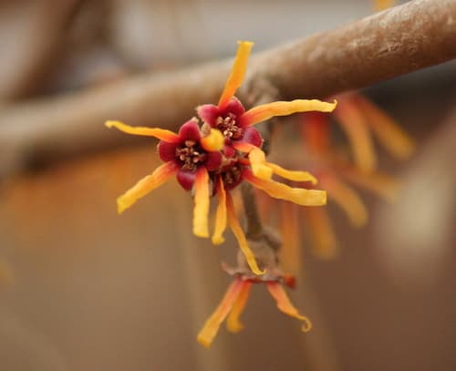 Ozark Witch-hazel Bonsai