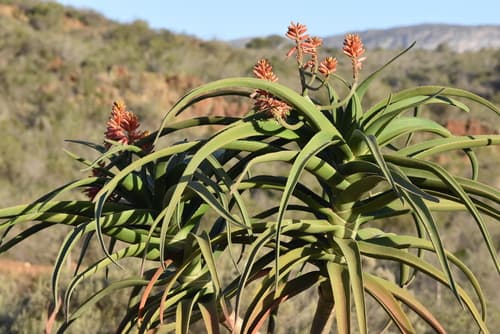 Eastern Tree Aloe
