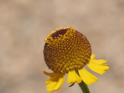 Rosilla