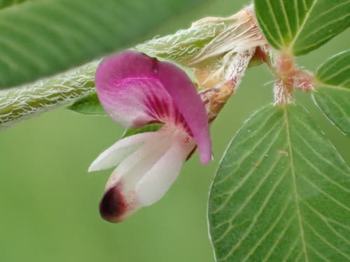 Japanese Clover