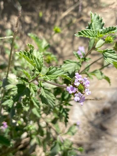 Brushland Lantana