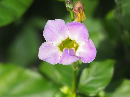 Asian Coromandel Flower
