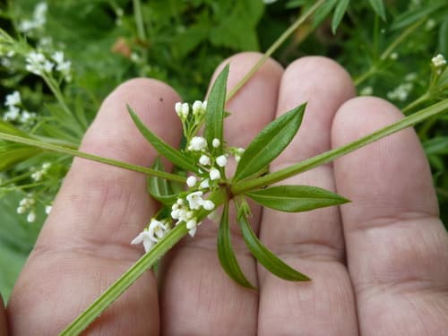 River Bedstraw