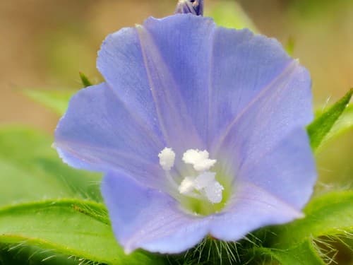 Hairy cluster-vine