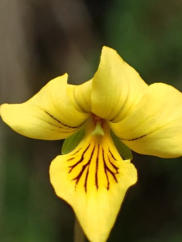 Twoflower Violet