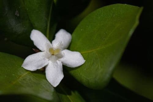 White Indigoberry